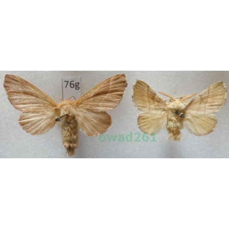 Malacosoma neustria (Linnaeus, 1758) pair Czech76g